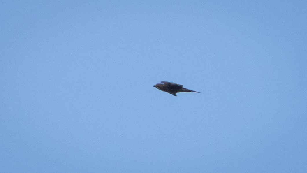 káně širokokřídlá (ssp. platypterus) - ML643906504