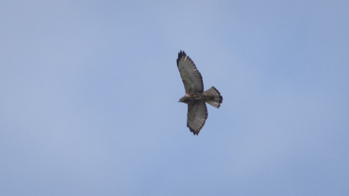 káně širokokřídlá (ssp. platypterus) - ML643906506