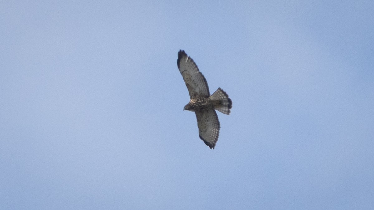 káně širokokřídlá (ssp. platypterus) - ML643906509