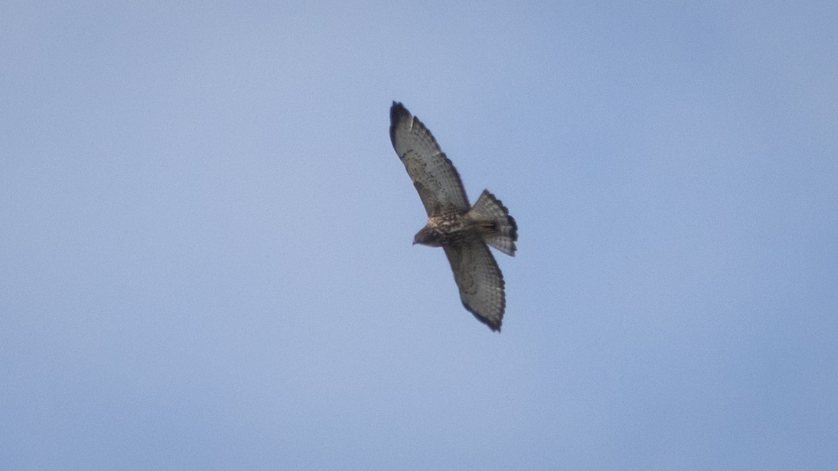 káně širokokřídlá (ssp. platypterus) - ML643906515
