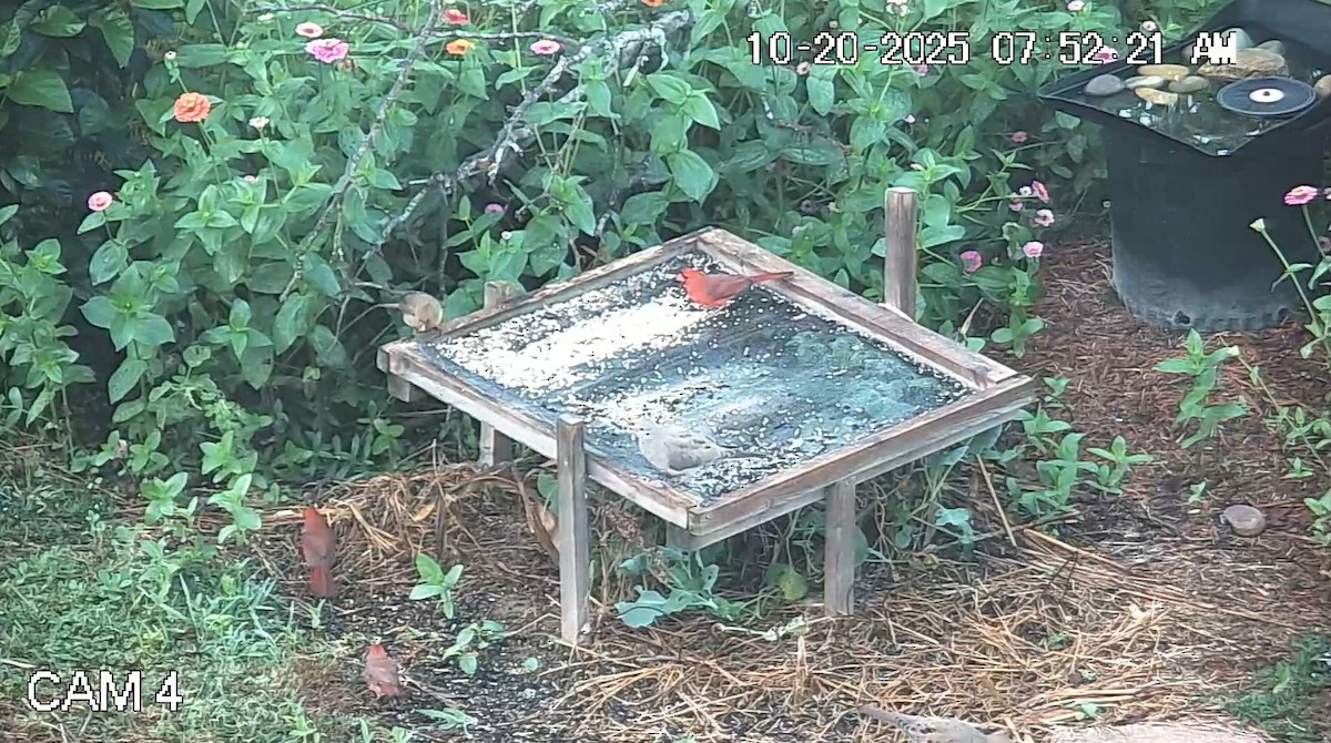 Красный кардинал - ML643906520