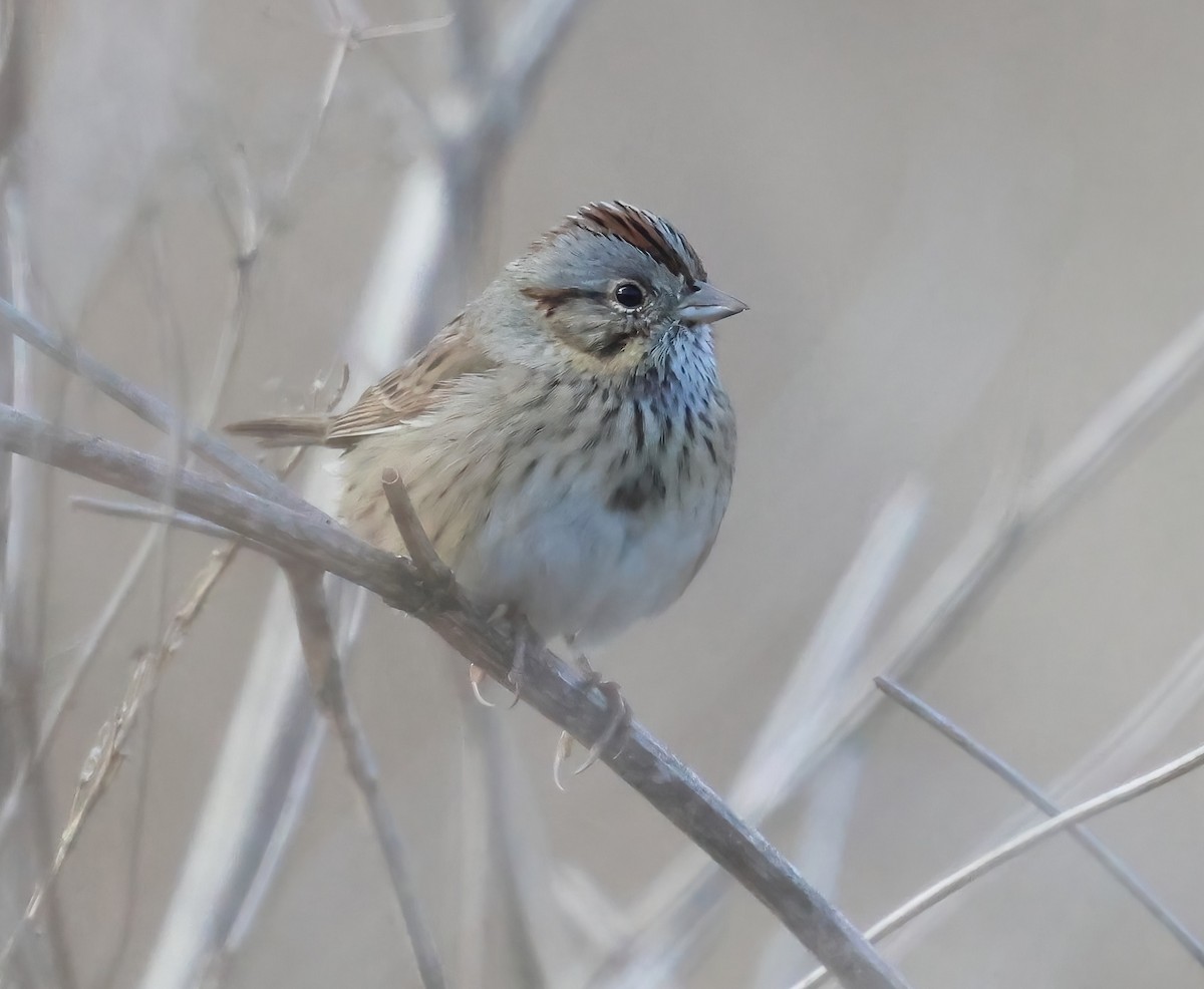 Lincoln's Sparrow - ML643906526