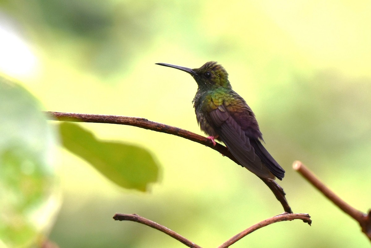 Bronze-tailed Plumeleteer - ML643906530