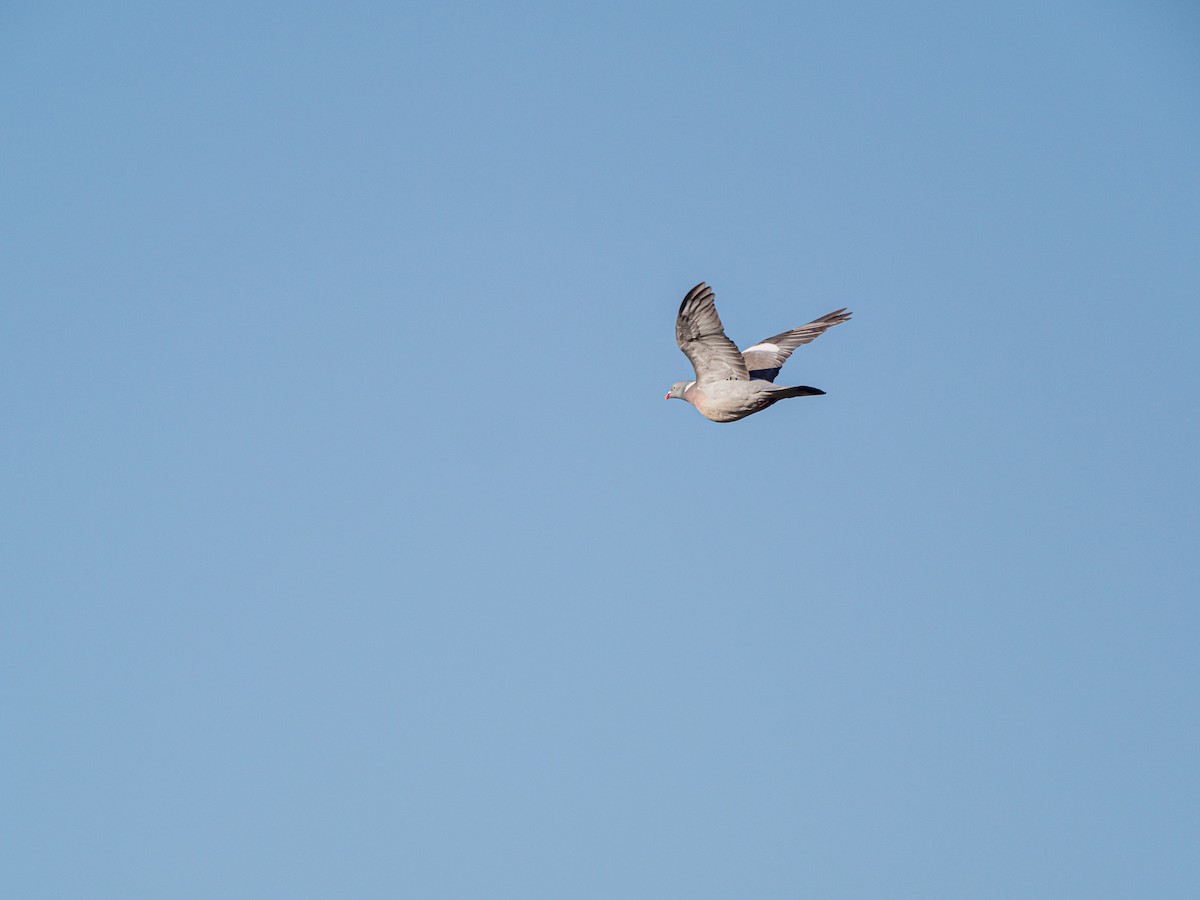 Common Wood-Pigeon - ML643906548