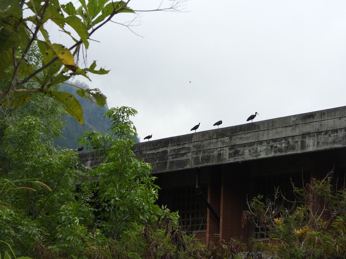 rødmaskeibis - ML643906561