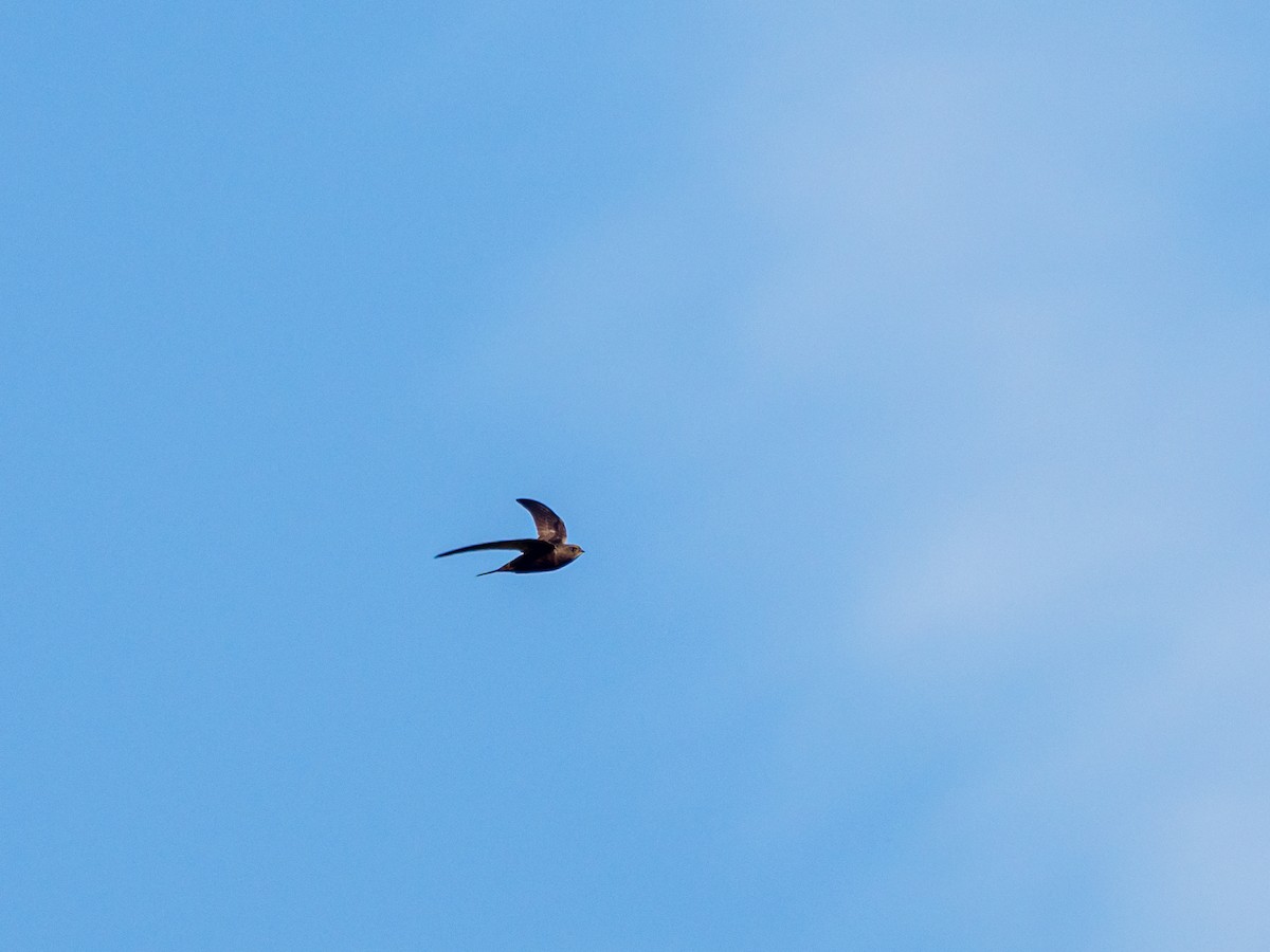 Common Swift - ML643906564