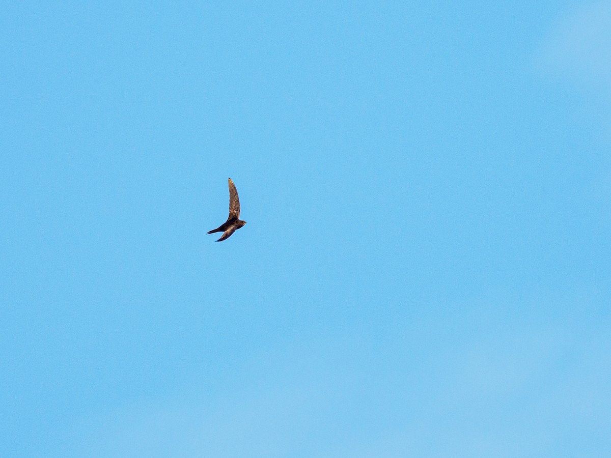 Common Swift - ML643906565