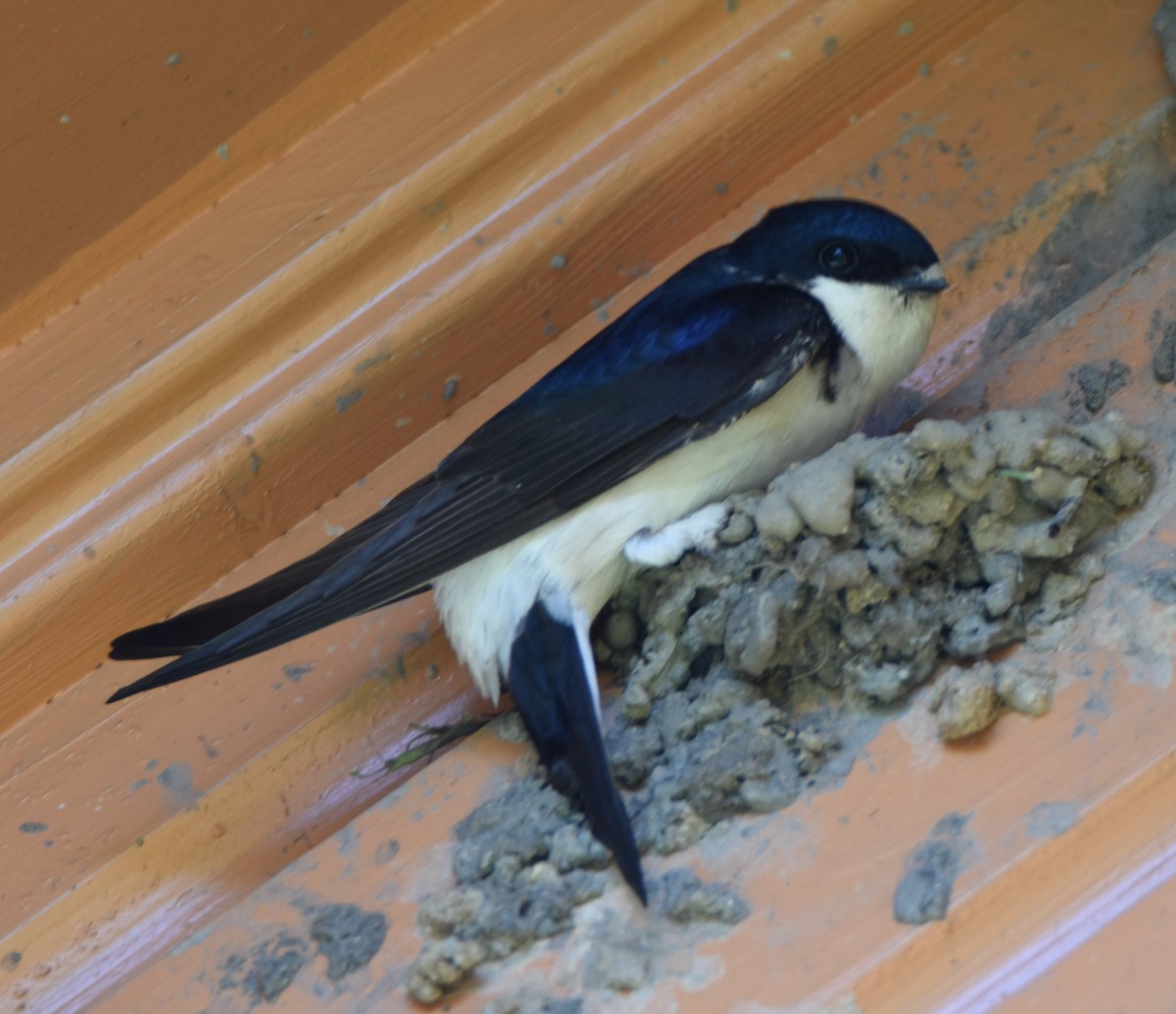 Western House-Martin - ML643906582