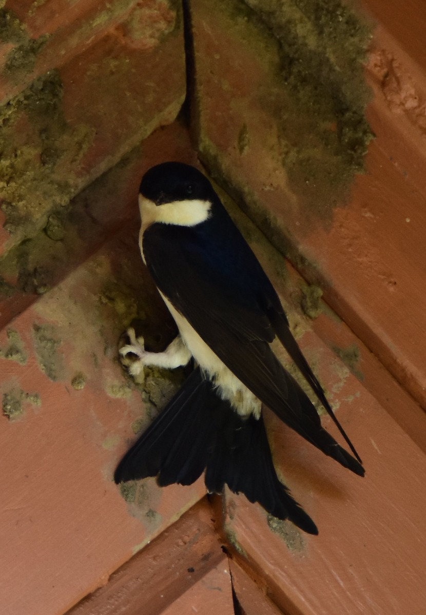 Western House-Martin - ML643906584