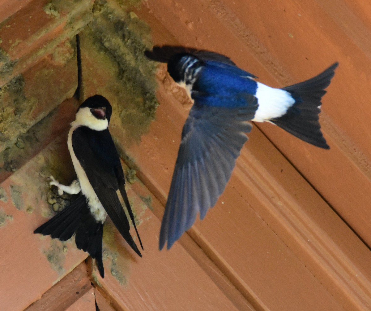 Western House-Martin - ML643906585