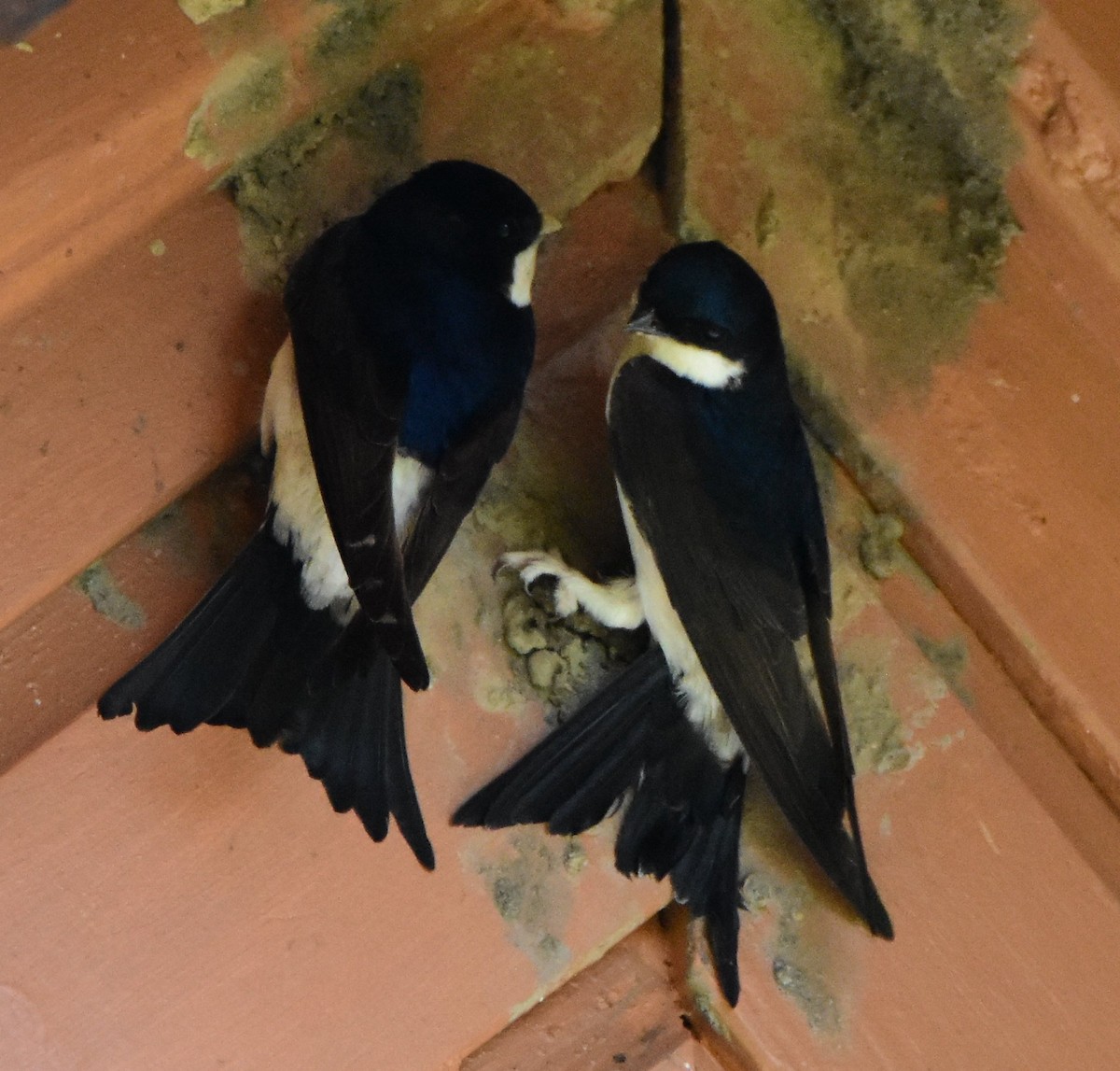 Western House-Martin - ML643906586