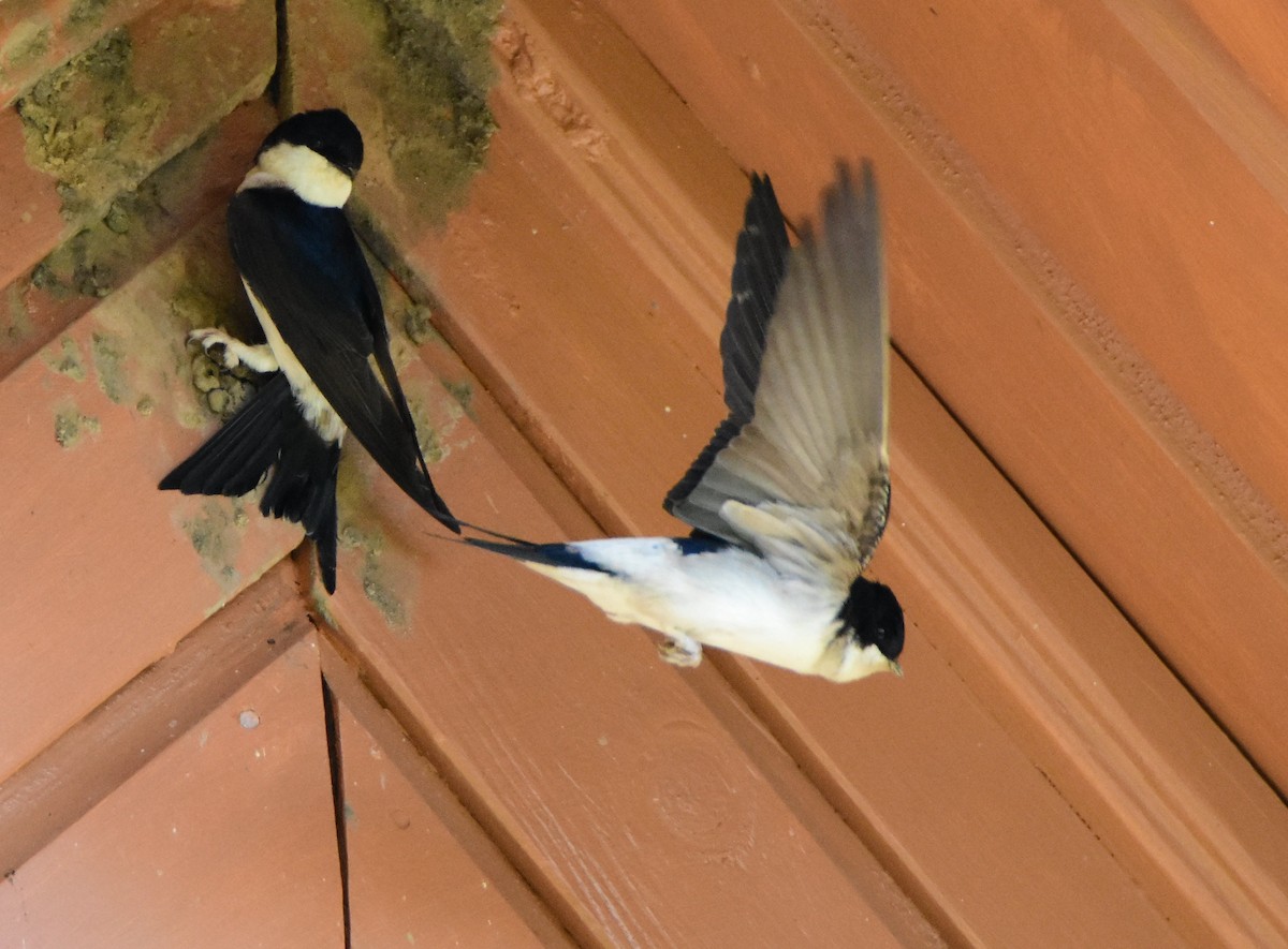 Western House-Martin - ML643906587