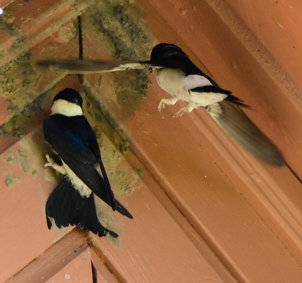 Western House-Martin - ML643906588