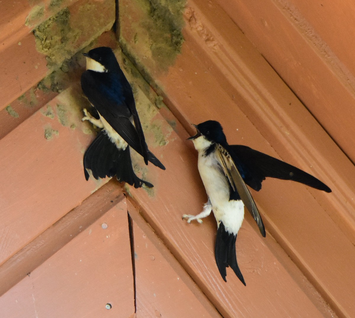 Western House-Martin - ML643906589