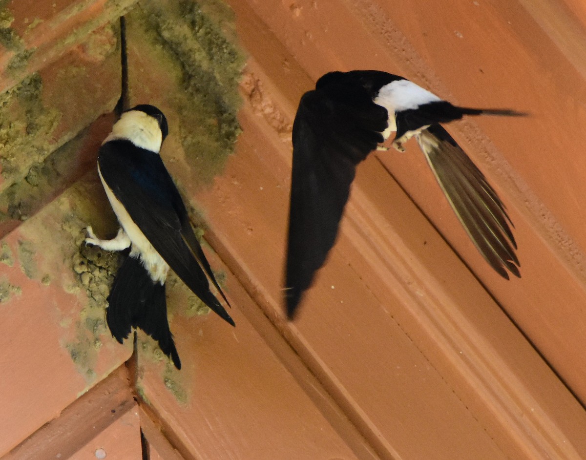 Western House-Martin - ML643906590