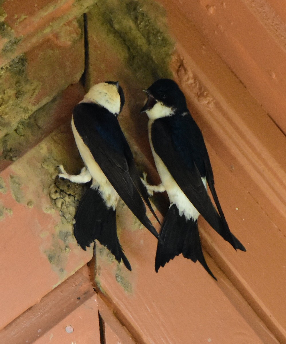 Western House-Martin - ML643906591