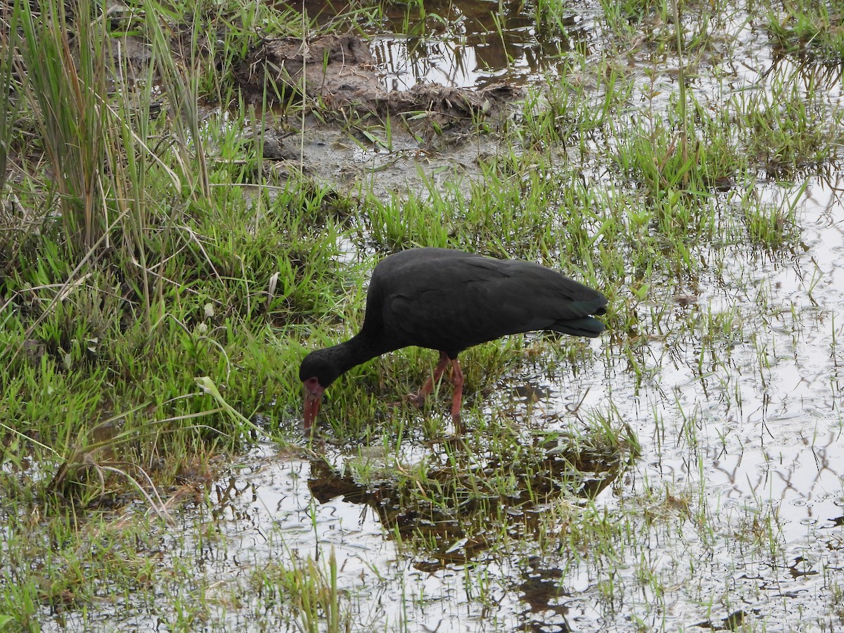 rødmaskeibis - ML643906595