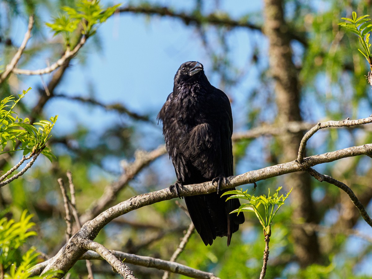Carrion Crow - ML643906598