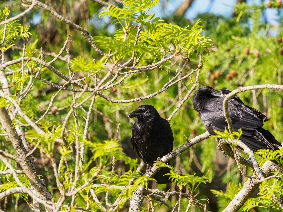 Carrion Crow - ML643906599