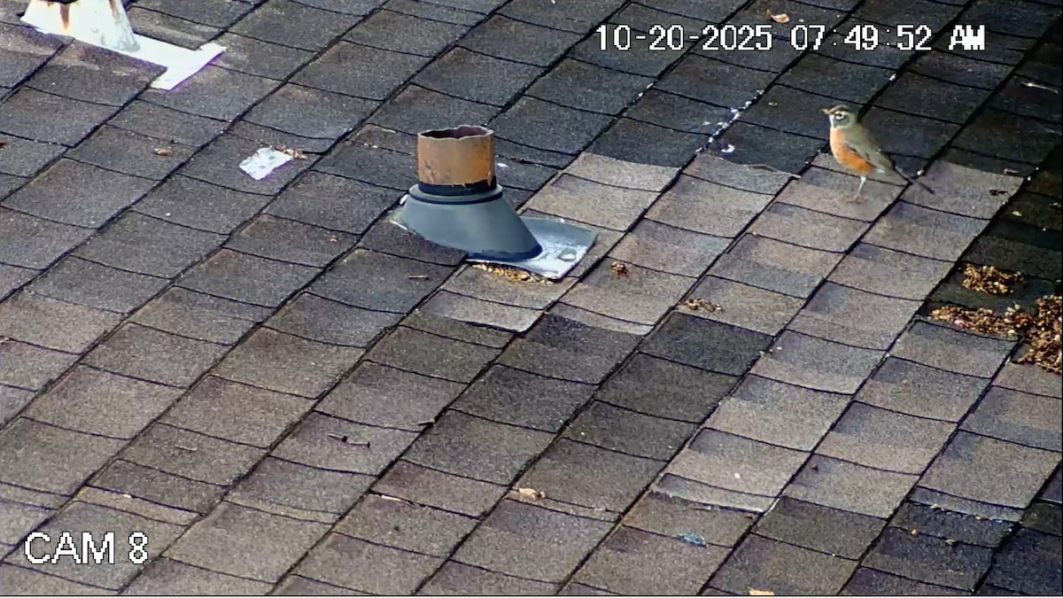 Странствующий дрозд - ML643906612