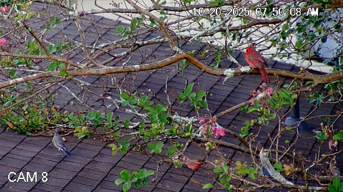 Странствующий дрозд - ML643906613