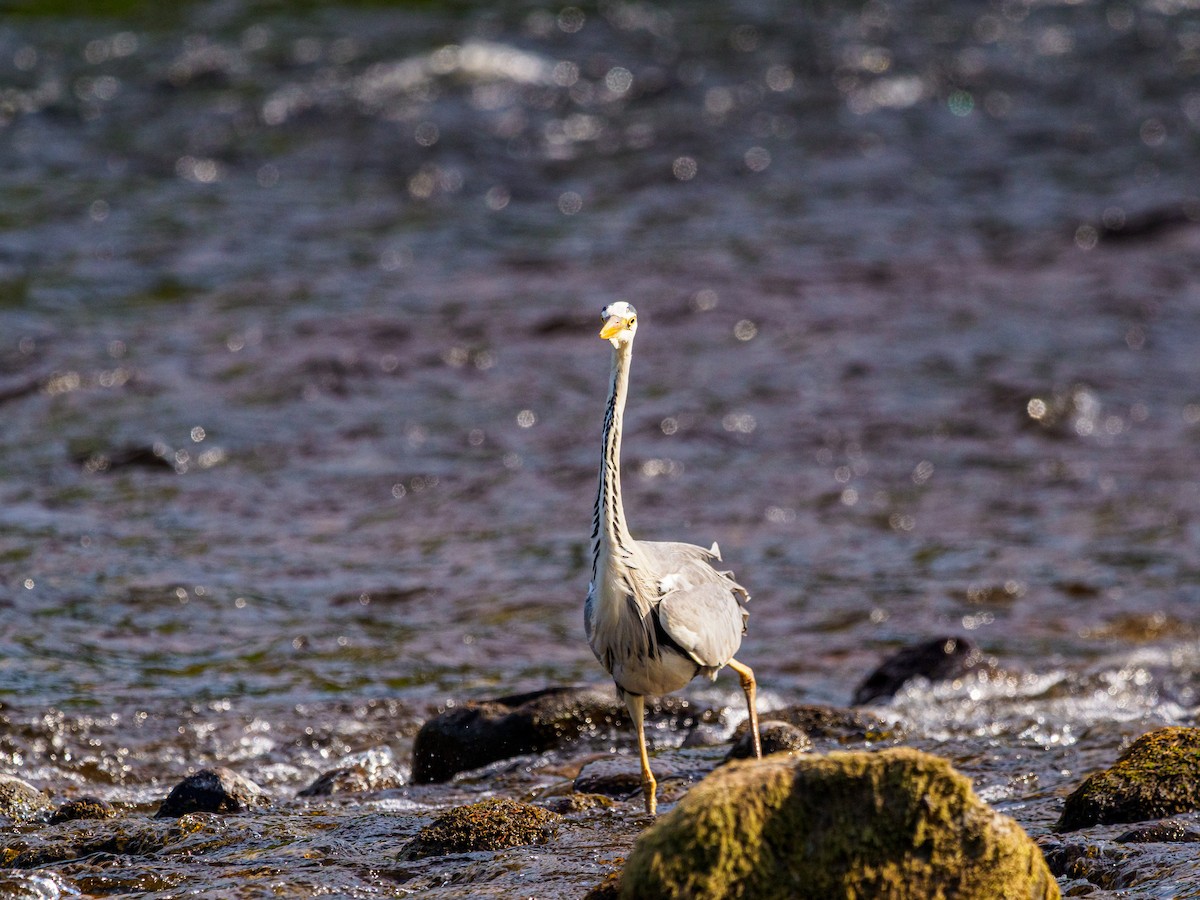 Gray Heron - ML643906631