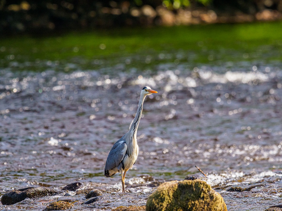Gray Heron - ML643906632