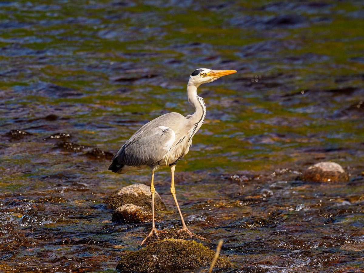 Gray Heron - ML643906636
