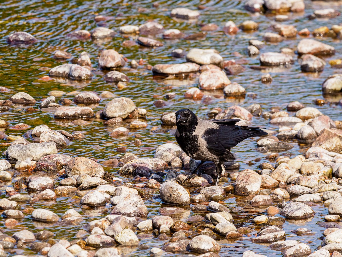 Hooded Crow - ML643906682