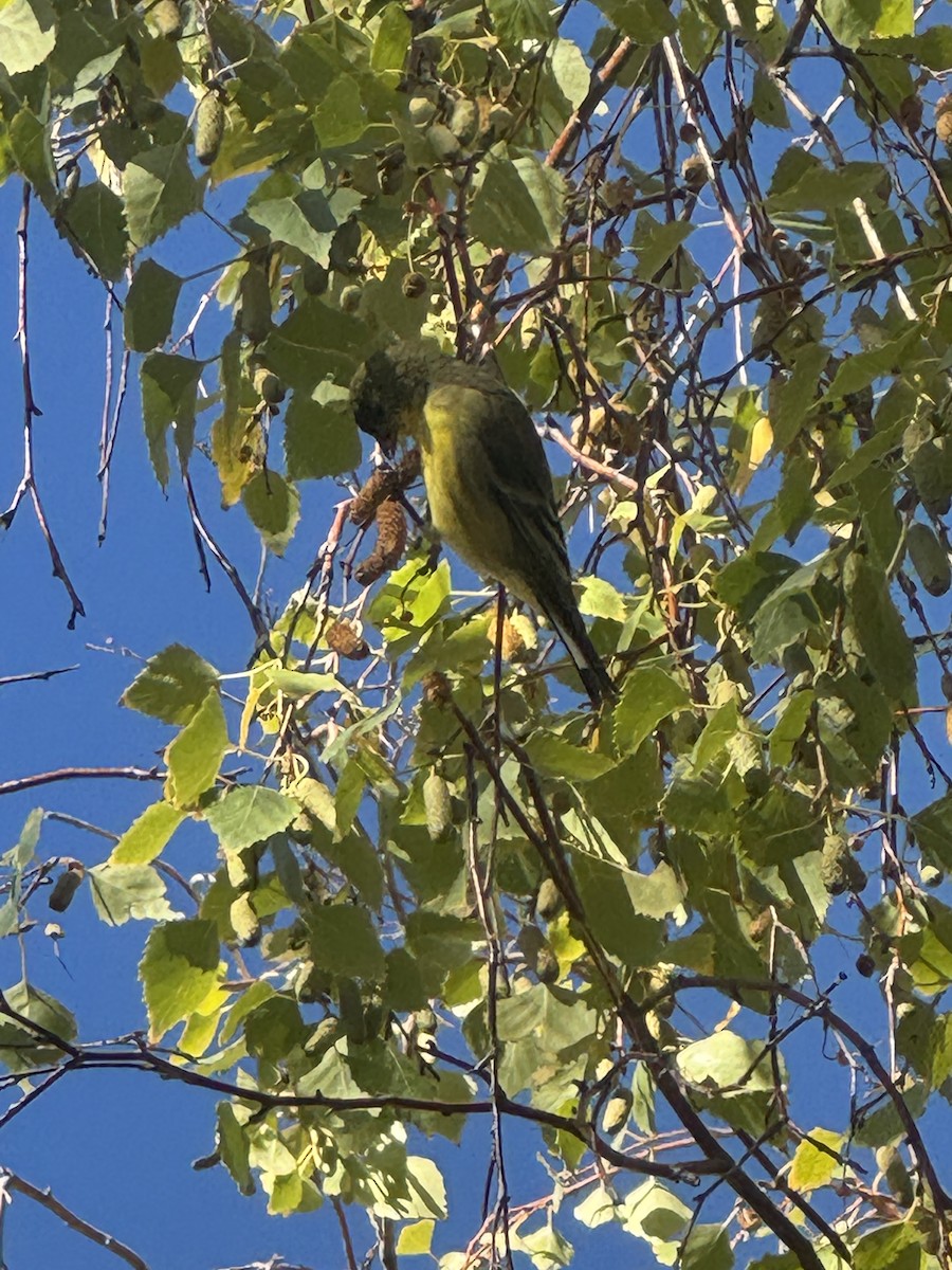 Lesser Goldfinch - ML643906684