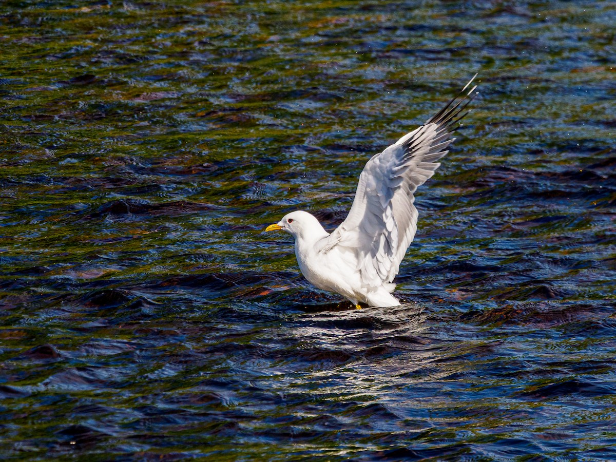 Common Gull - ML643906692