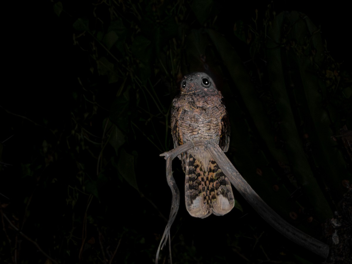 Mexican Whip-poor-will - ML643906714