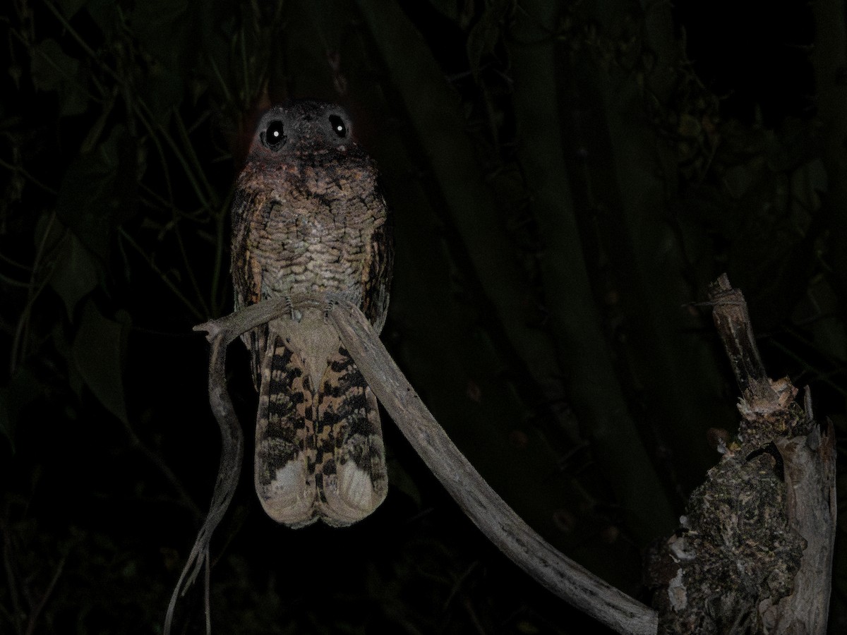 Mexican Whip-poor-will - ML643906717