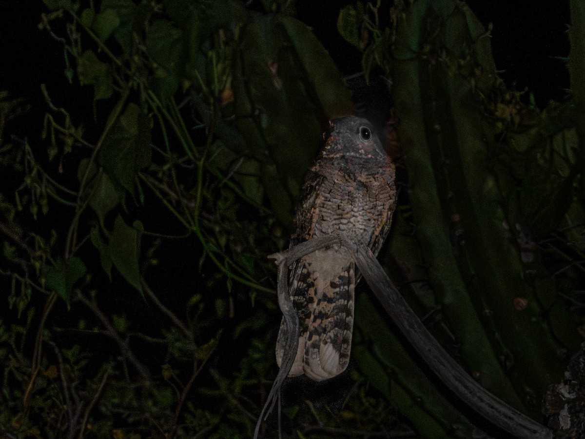 Mexican Whip-poor-will - ML643906718