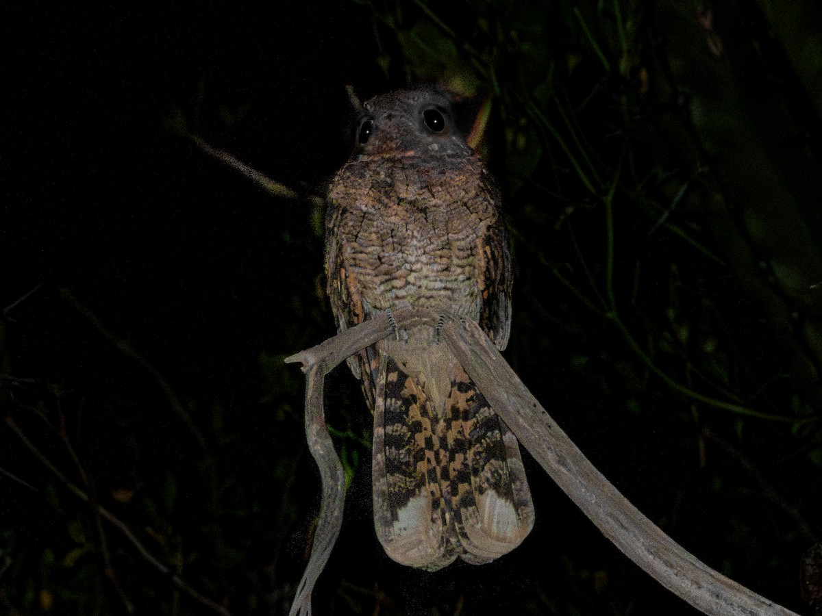 Mexican Whip-poor-will - ML643906719