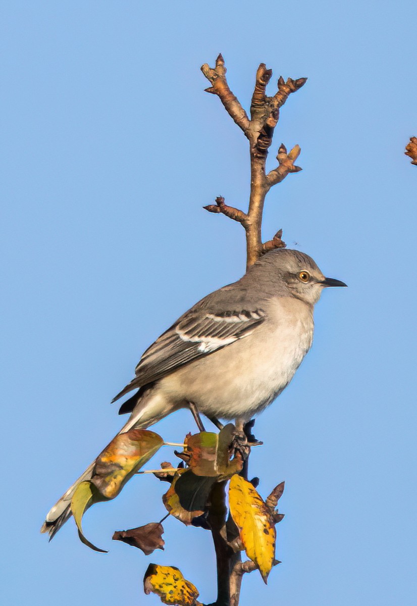 Northern Mockingbird - ML643906727