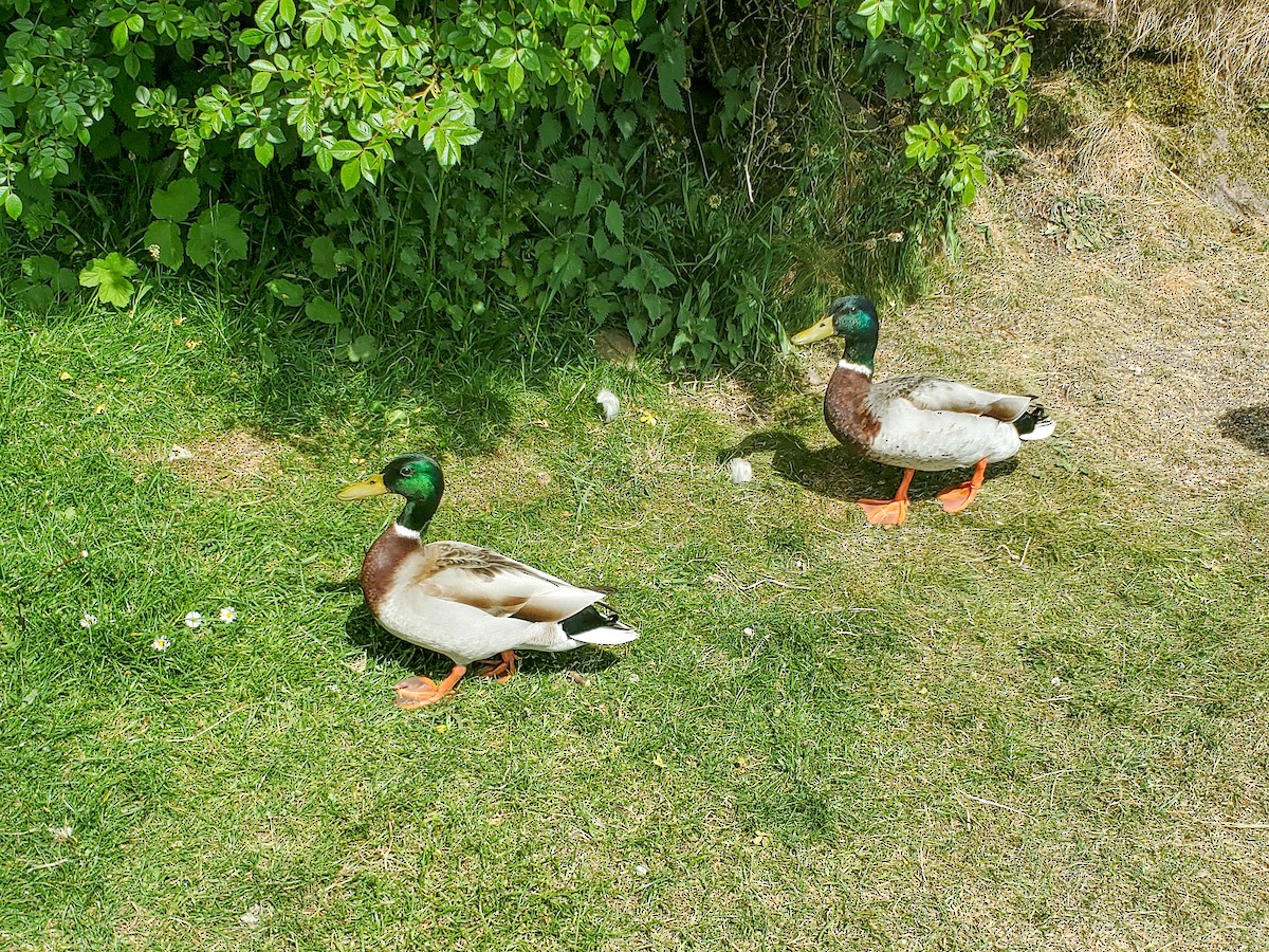 Mallard - ML643906737