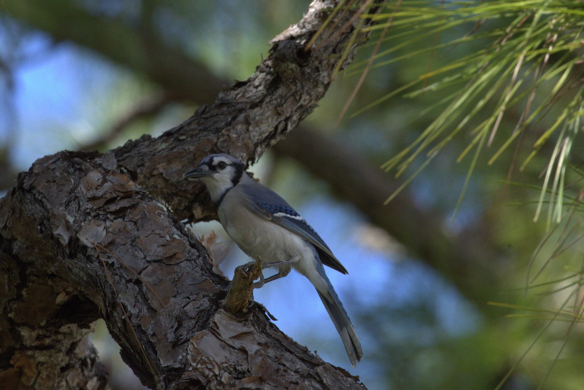 アオカケス - ML643906749