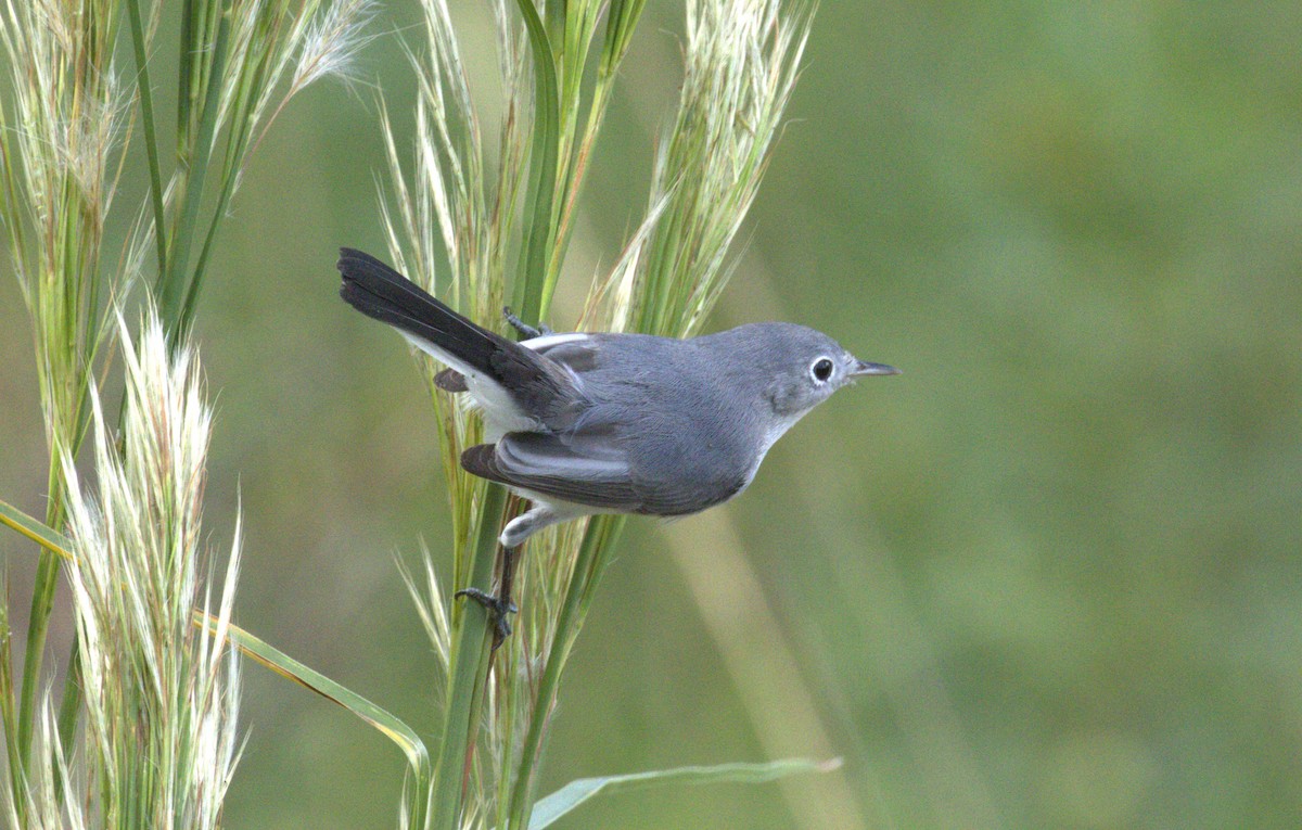 ブユムシクイ - ML643906764