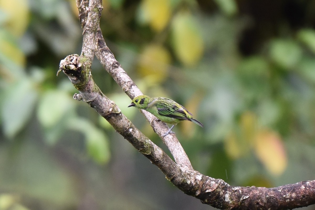Emerald Tanager - ML643906771