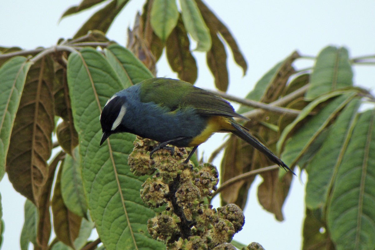Eastern Crested Berrypecker - ML643906772