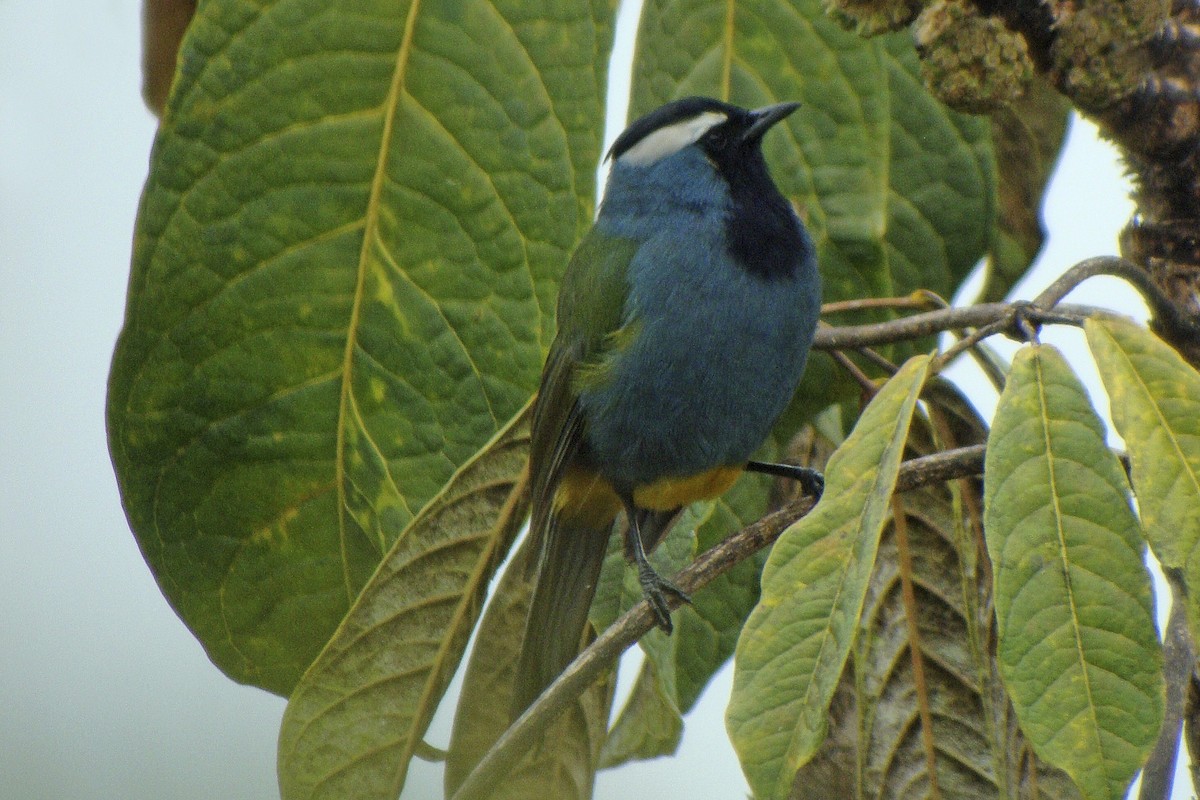 Eastern Crested Berrypecker - ML643906773