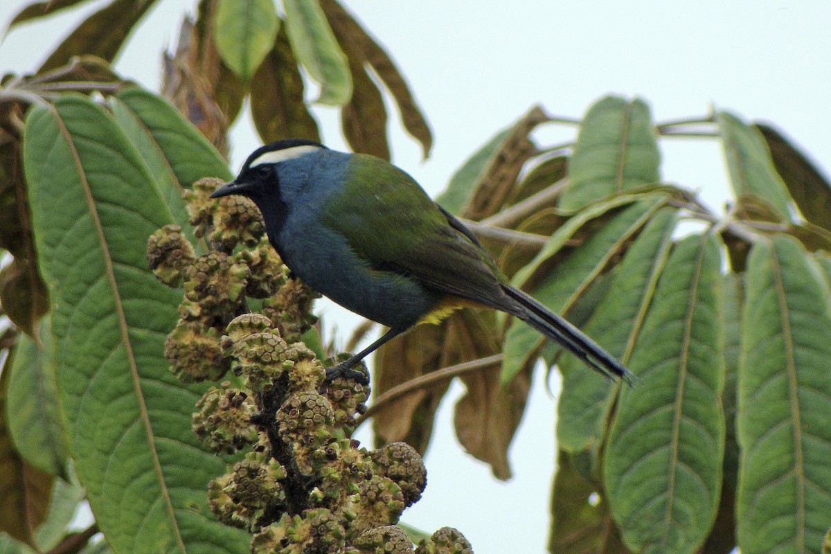 Eastern Crested Berrypecker - ML643906774