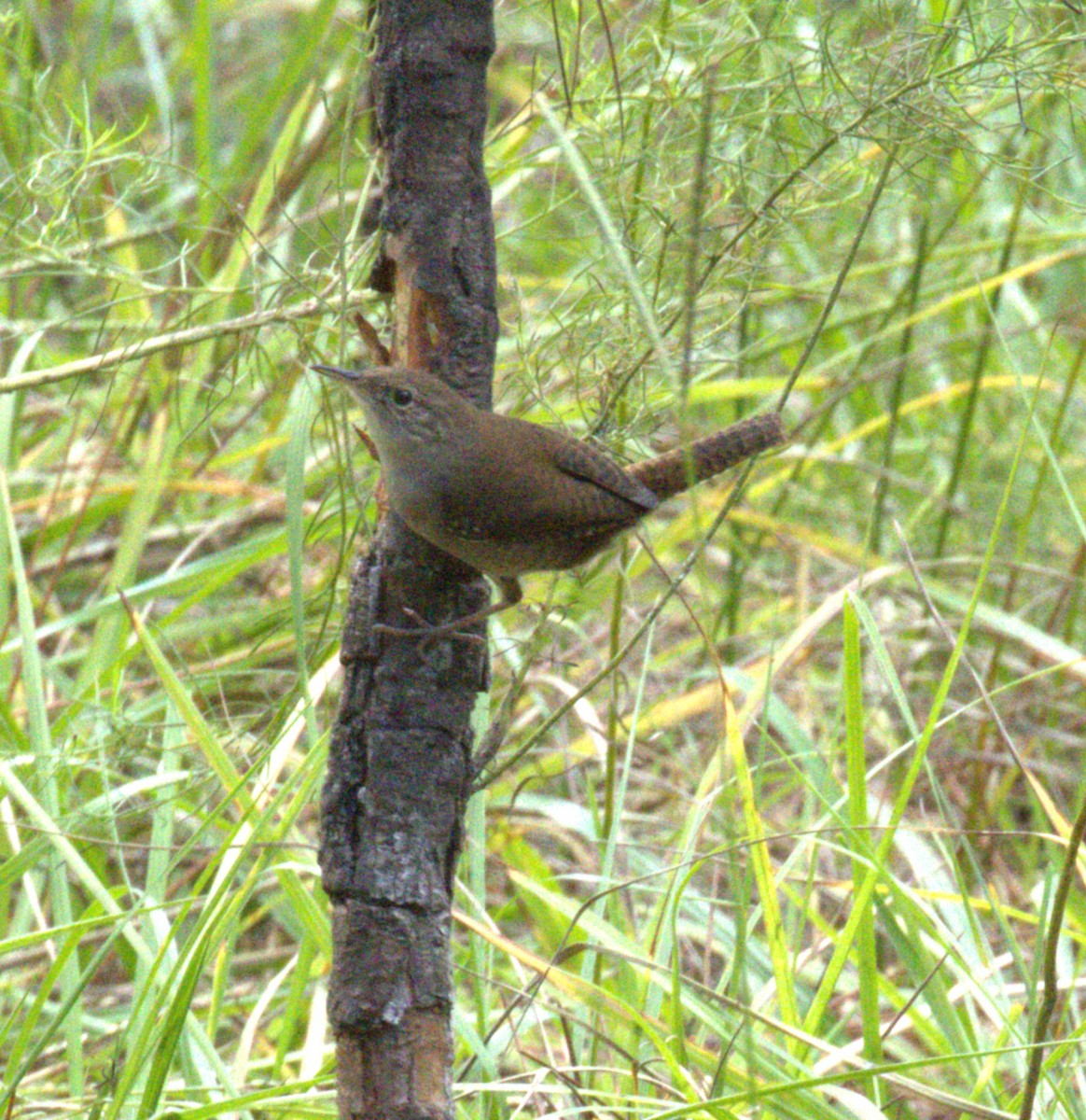 Northern House Wren - ML643906777