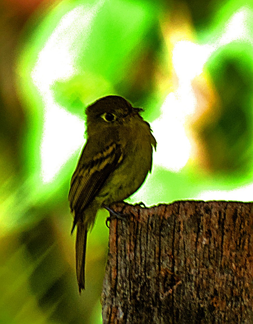 Yellowish Flycatcher - ML643906781