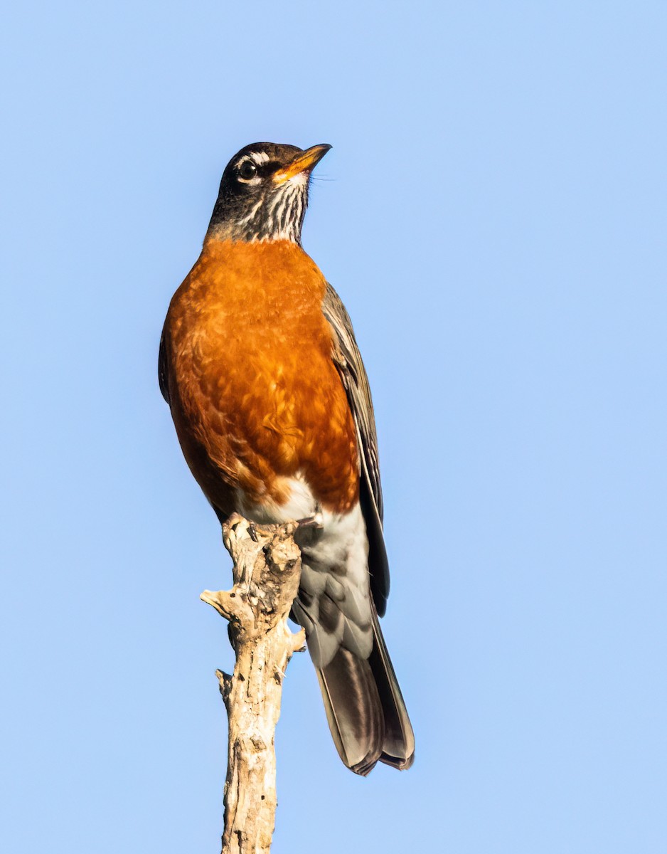 American Robin - ML643906786