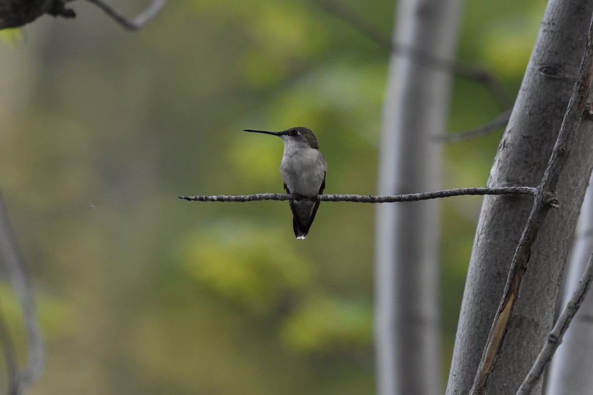Colibri à gorge rubis - ML643906789