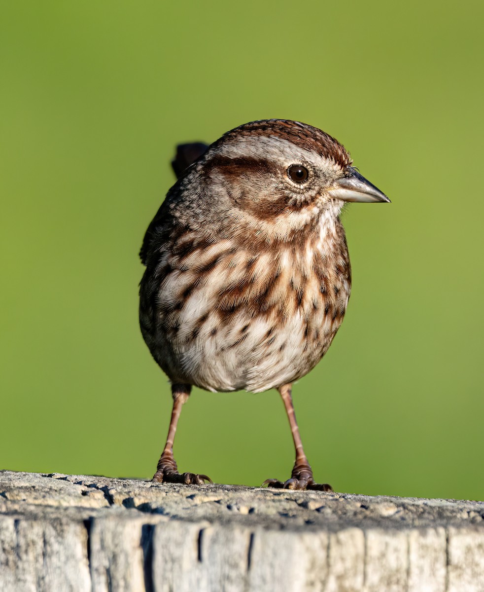 Song Sparrow - ML643906803