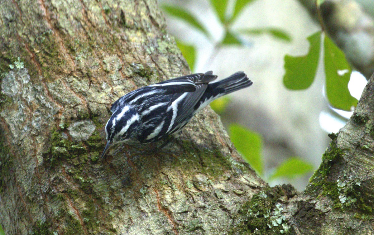 シロクロアメリカムシクイ - ML643906804