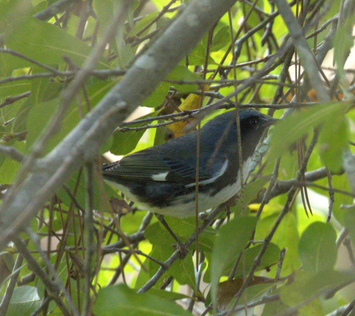 ノドグロルリアメリカムシクイ - ML643906817